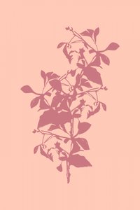 ピンクの植物のシルエット 作： cartissi