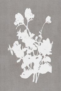 白い花のシルエット