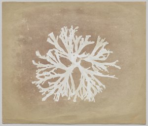 藻類 作： circle of William Henry Fox Talbot