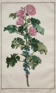 24 の植物と花のコレクション: アオイ科の植物、1772 年以降。 作： de Seve