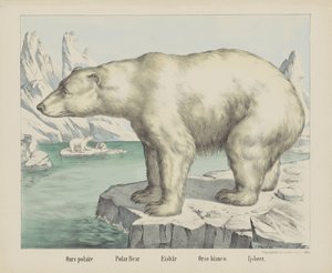 私たちの polaire / シロクマ / Eisbär / Orso bianco. / Ijsbeer (オブジェクトのタイトル)