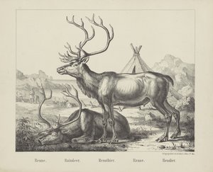Renne. / Raindeer. / Rennthier. / Renne. / rendier (title on object)   1366027   ja       japanese Successfully Translated  Original: Battle at Yixier Kuernaoer: from Battle Scenes of the Quelling of Rebellions in the Western Regions, with Imperial Poems T 作： firma Joseph Scholz