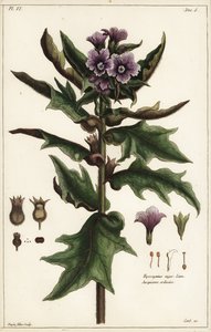 ブラック・ヘンベーン（Hyoscyamus niger Linn 作： the Younger Dupin
