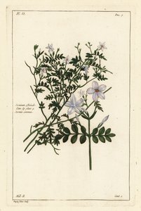 ジャスミン、Jasminum officinale, Linn 作： the Younger Dupin