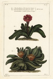 エルクホーンプラント（Rhombophyllum dolabriforme）（ハッチェットリーブドフィグマリーゴールド（Mesembryanthemum dolabriforme 作： the Younger Dupin