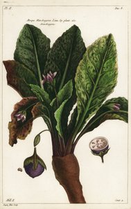 マンドレーク、Mandragora officinarum 作： the Younger Dupin