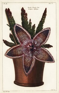 ヒトデの花や腐肉植物、Stapelia hirsuta Linn