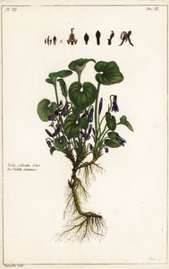 スイートバイオレット（Viola odorata, Linn 作： the Younger Dupin