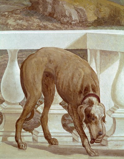 バルコニーにいる犬フレスコ画の詳細。パオロ・ヴェロネーゼ（1528-1588）と呼ばれるパオロ・カリアリの絵画、1561年頃。フレスコ・マザー（トレヴィソ）、ヴィラ・バルバロ、バッカスの間 作： Veronese
