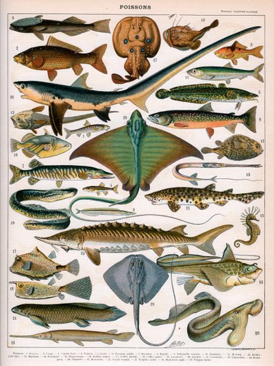 海の魚のイラスト、1905-10年頃（カラーリトグラフ 作： (after) Alillot