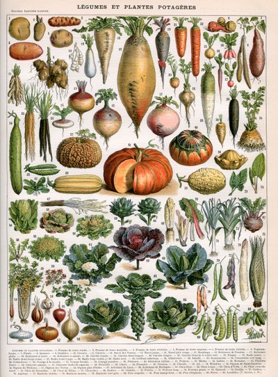 野菜品種のイラスト、1905-10年頃（カラーリトグラフ 作： (after) Alillot
