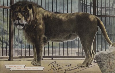 アフリカ ライオン、ロンドン動物園 (カラー写真) 作： (after) English photographer