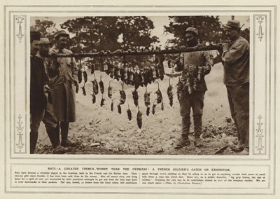 ネズミ、ドイツ人よりも塹壕の心配が大きい！ 展示されているフランス兵の捕獲物 (白黒写真) 作： (after) English photographer