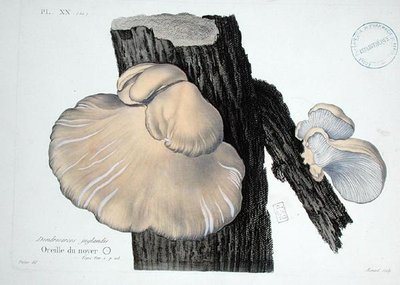 Dendrosarcos juglandis、J.H.Leveilleの「Iconographie des Champignons de J.J. Paulet」のプレート20、Renardの彫刻。 作： (after) Fossier