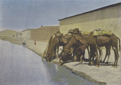 川岸のラクダ（カラー写真 作： (after) French Photographer