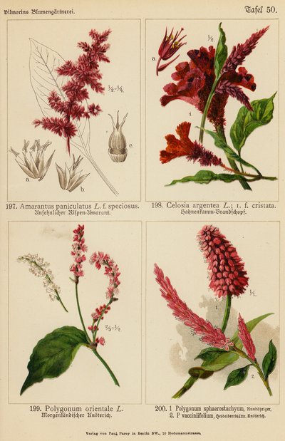 Amarantus Paniculatus, Celosia Argentea, Polygonum Orientale, Polygonum Sphaerostachyum, Polygonum Vacciniifolium (カラーリトグラフ) 作： (after) German School