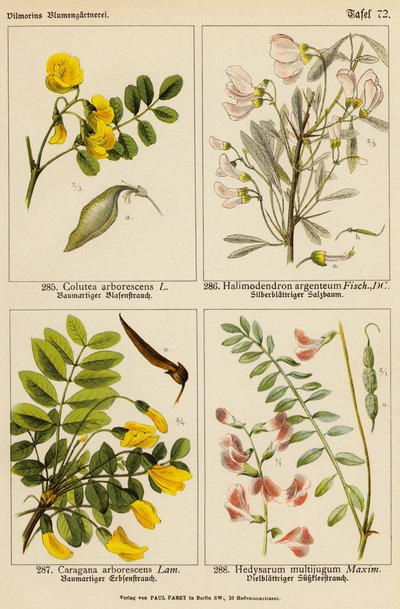 Colutea Arborescens, Halimodendron Argenteum, Caragana Arborescens, Hedysarum Multijugum (カラーリトグラフ) 作： (after) German School