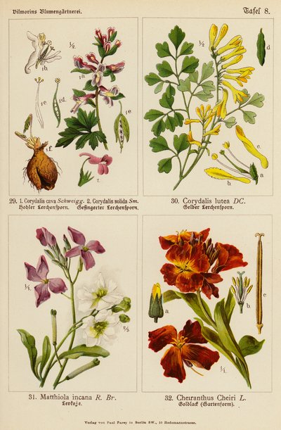 Corydalis cava, Corydalis solida, Corydalis lutea, Matthiola incana, Cheiranthus cheiri (カラーリトグラフ) 作： (after) German School