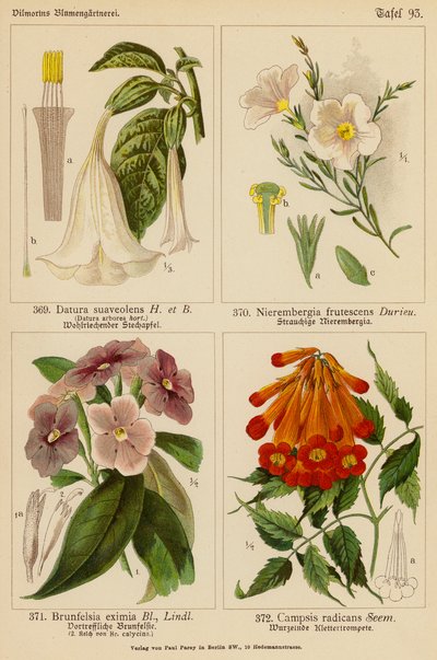 Datura Suaveolens, Nierembergia Frutescens, Brunfelsia Eximia, Campsis Radicans (カラーリトグラフ) 作： (after) German School