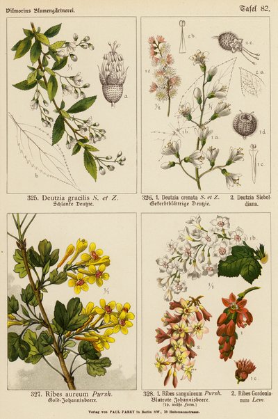 Deutzia Gracilis, Deutzia Crenata, Deutzia Sieboldiana, Ribes Aureum, Ribes Sanguineum, Ribes Gordonianum (カラーリトグラフ) 作： (after) German School
