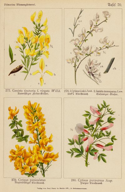 ジェニスタ・スズラン, Cytisus Linkii, ジェニスタ・モノスペルマ, Cytisus Paniculatus, Cytisus Purpureus (カラーリトグラフ) 作： (after) German School