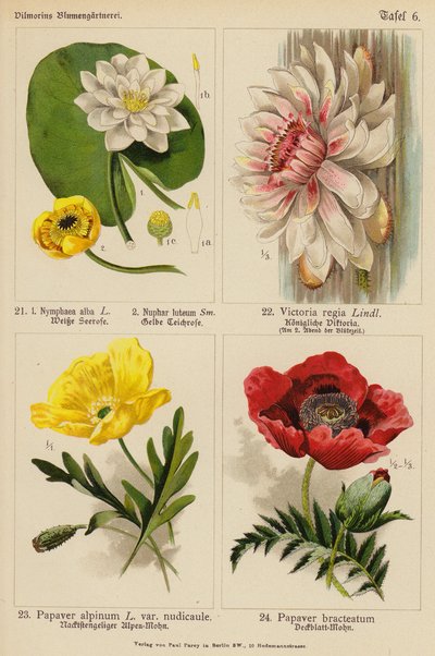 Nymphaea Alba, Nuphar Luteum, Victoria Regia, Papaver Alpinum, Papaver Bracteatum (カラーリトグラフ) 作： (after) German School