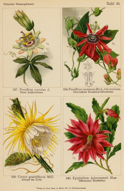 Passiflora Coerulea, Passiflora Racemosa, Cereus Grandiflorus, Epiphyllum Ackermannii（カラーリトグラフ） 作： (after) German School