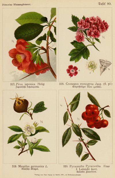 Pirus Japonica、Crataegus Monogyna、Mespilus Germanica、Pyracantha ピラカンサ（カラーリトグラフ） 作： (after) German School