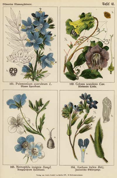 Polemonium Coeruleum, Cobaea Scandens, Nemophila Insignis, Anchusa Italica (カラーリトグラフ) 作： (after) German School