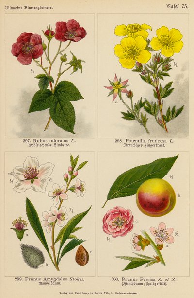 Rubus Odoratus, Potentilla Fruticosa, Prunus Amygdalus, Prunus Persica (カラーリトグラフ) 作： (after) German School