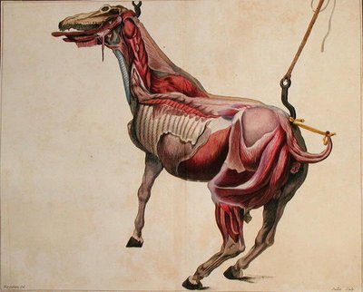 皮を剥がされた馬、Philippe-Etienne Lafosse (1738-1820)の「Cours d