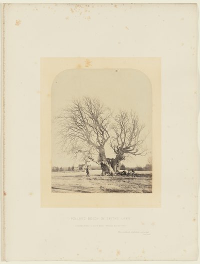 スミスの芝生のポラード・ブナ 作： 14th Earl of Caithness James Sinclair