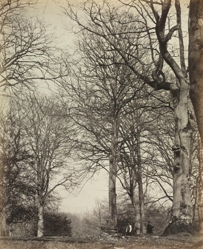 クイーン・アデレード・ブナ、1864年以前。 作： 14th Earl of Caithness James Sinclair