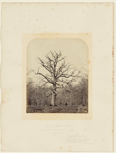 クイーン・アンズ・オーク 作： 14th Earl of Caithness James Sinclair