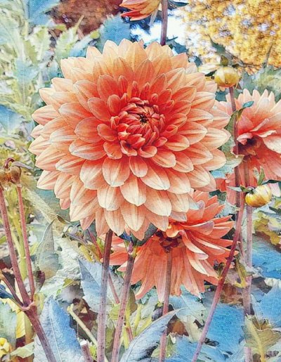 ロサ・ダーリー 作： Margareta Uliarte