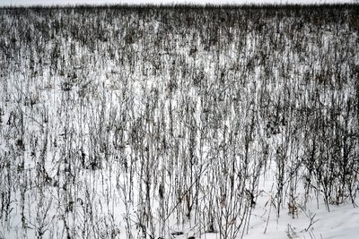 1月 作： 