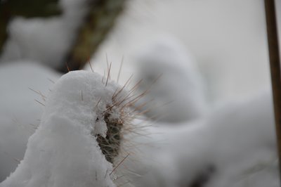 冬のサボテン 作： Detlef Georgi