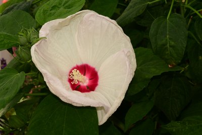 柔らかな自然の風景と芸術的な背景を背景に、咲き誇るバラ。 作： Albert Mansour