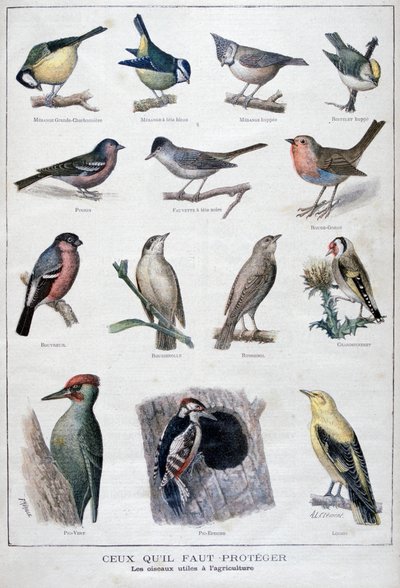 農業に役立つ鳥、1896 年 作： A Clement