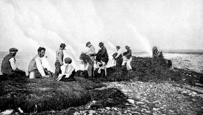 昆布用の海藻の燃焼、アイルランド、アラン諸島、1922年。 作： A. W. Cutler