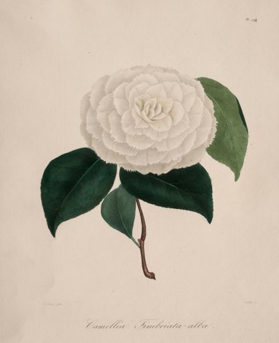 ツバキ属の図像：No.194 作： Abbé Laurent Berlèse