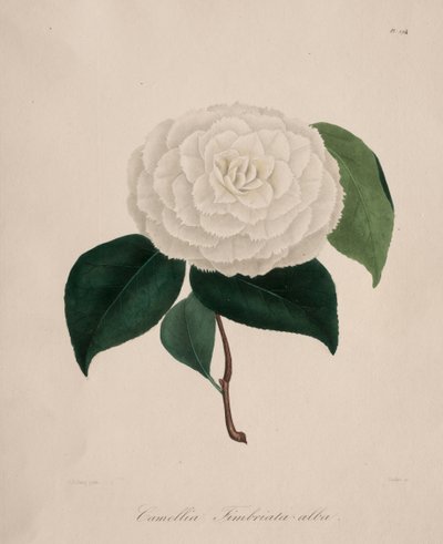 ツバキ属の図像：No. 194、1839-1843。 作： Abbé Laurent Berlèse