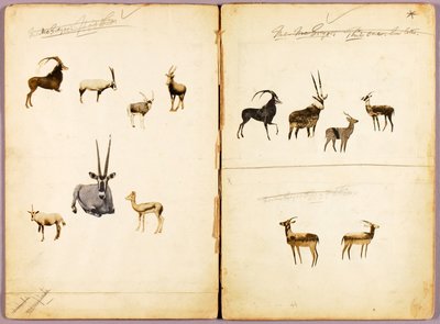 アンテロープ、書籍『動物界における色彩の隠蔽』の学習用フォルダ 作： Abbott Handerson Thayer