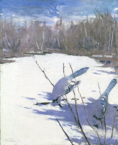 冬のアオカケス、『動物界における色彩の隠蔽』のための習作 作： Abbott Handerson Thayer