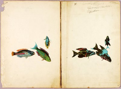 魚類、書籍『動物界における隠蔽色彩』のための習作フォルダー 作： アボット・ハンダーソン・セイヤー