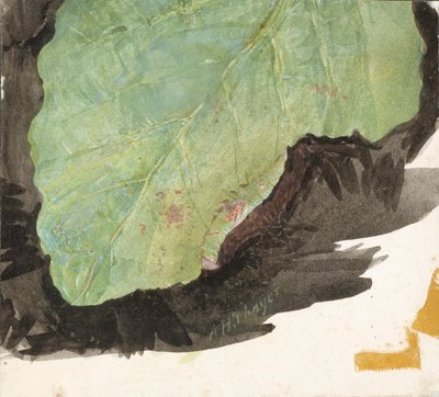 Heterocampa Biundata、Walker、著書 Concealing Coloration in the Animal Kingdom の研究、n.d. 作： Abbott Handerson Thayer