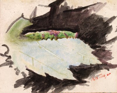 Heterocampa Biundata、Walker、著書 Concealing Coloration in the Animal Kingdom の研究、n.d. 作： Abbott Handerson Thayer
