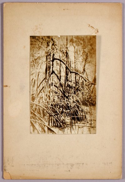 湿原の写真、『動物界の色彩を隠す』の学習用フォルダ 作： Abbott Handerson Thayer