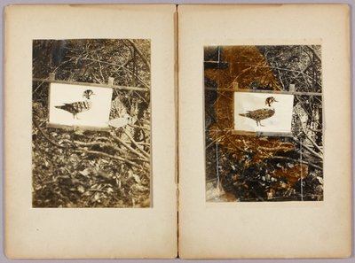 アヒルのステンシル、『動物界における色彩の隠し方』学習用フォルダ 作： Abbott Handerson Thayer