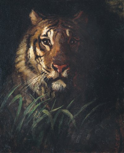 タイガーズ ヘッド、カリフォルニア州。 1874年。 作： Abbott Handerson Thayer